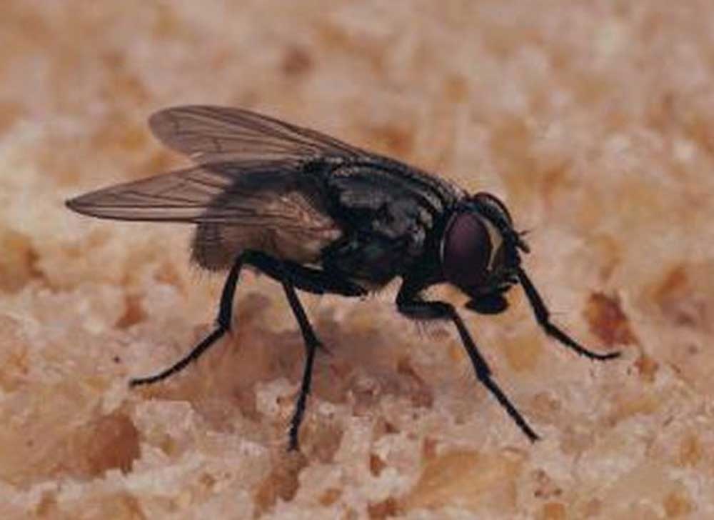 House Flies – Diseases They Spread and How to Get Rid of Them