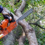 Trimming vs. Tree Pruning