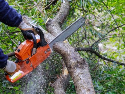 Trimming vs. Tree Pruning