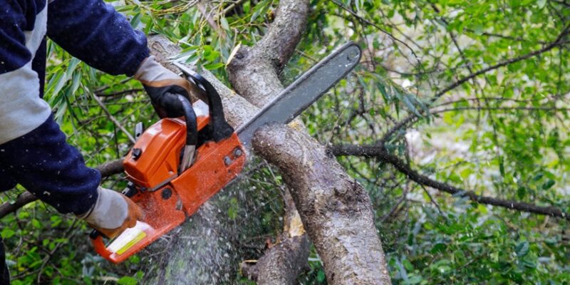 Trimming vs. Tree Pruning