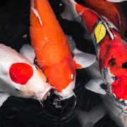 Koi Varieties