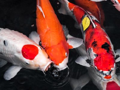 Koi Varieties