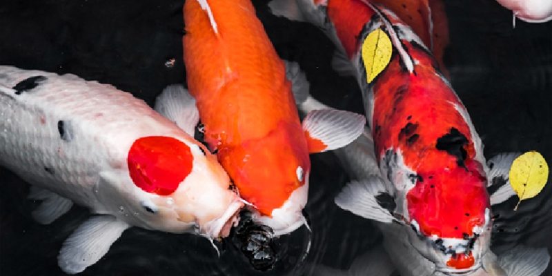 Koi Varieties