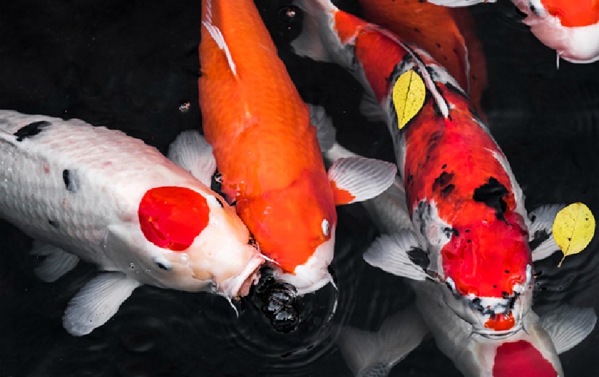 Koi Varieties